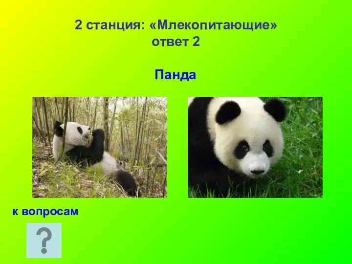 2 станция: «Млекопитающие» ответ 2 Панда к вопросам