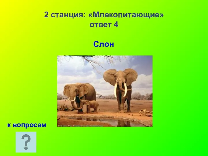 2 станция: «Млекопитающие» ответ 4 Слон к вопросам
