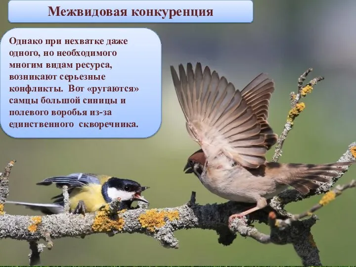 Межвидовая конкуренция Однако при нехватке даже одного, но необходимого многим видам ресурса,