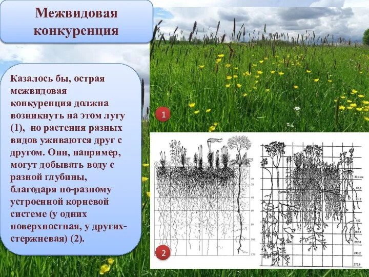 Межвидовая конкуренция Казалось бы, острая межвидовая конкуренция должна возникнуть на этом лугу