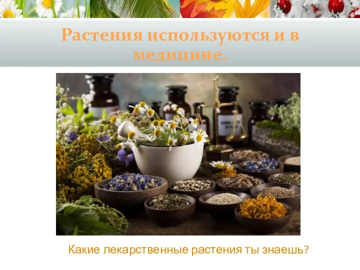 Растения используются и в медицине. Какие лекарственные растения ты знаешь?