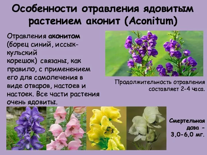 Особенности отравления ядовитым растением аконит (Aconitum) Отравления аконитом (борец синий, иссык-кульский корешок)