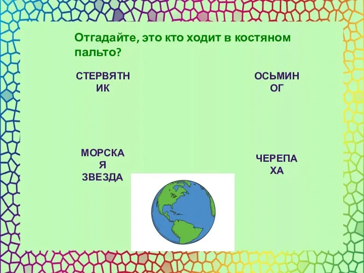 СТЕРВЯТНИК ОСЬМИНОГ МОРСКАЯ ЗВЕЗДА ЧЕРЕПАХА Отгадайте, это кто ходит в костяном пальто?