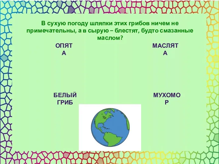 ОПЯТА МАСЛЯТА БЕЛЫЙ ГРИБ МУХОМОР В сухую погоду шляпки этих грибов ничем