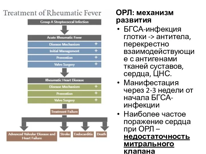 ОРЛ: механизм развития БГСА-инфекция глотки -> антитела, перекрестно взаимодействующие с антигенами тканей