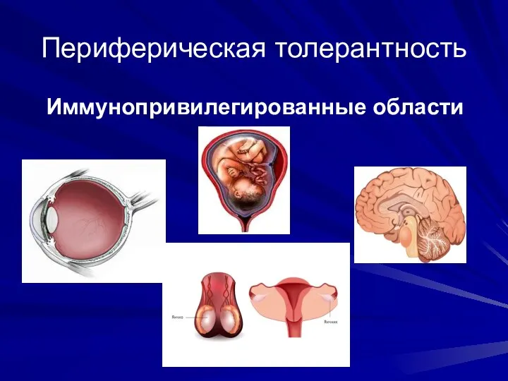 Периферическая толерантность Иммунопривилегированные области