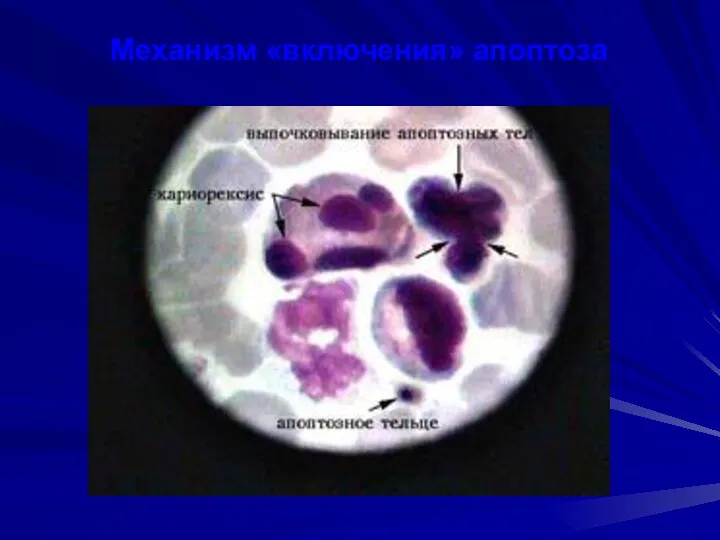 Механизм «включения» апоптоза