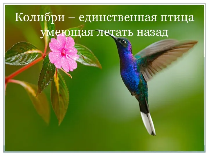 Колибри – единственная птица умеющая летать назад