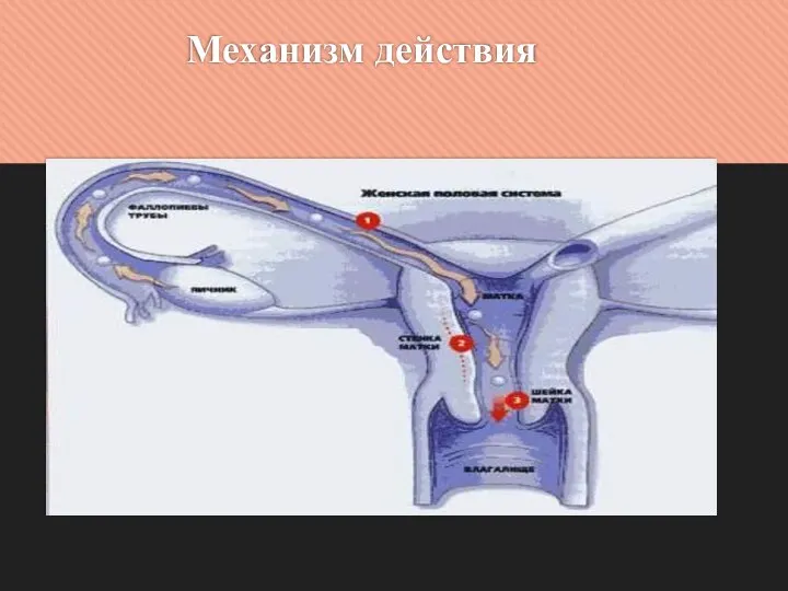 Механизм действия