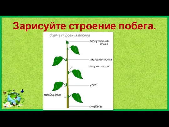 Зарисуйте строение побега.