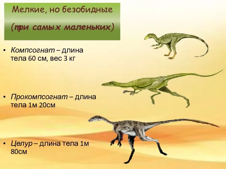 Компсогнат – длина тела 60 см, вес 3 кг Прокомпсогнат – длина