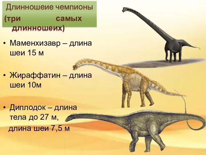 Маменхизавр – длина шеи 15 м Жираффатин – длина шеи 10м Диплодок