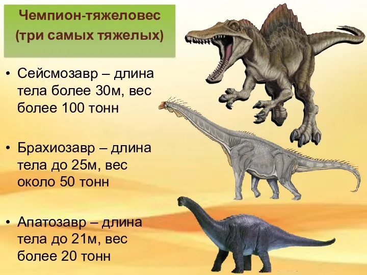 Сейсмозавр – длина тела более 30м, вес более 100 тонн Брахиозавр –