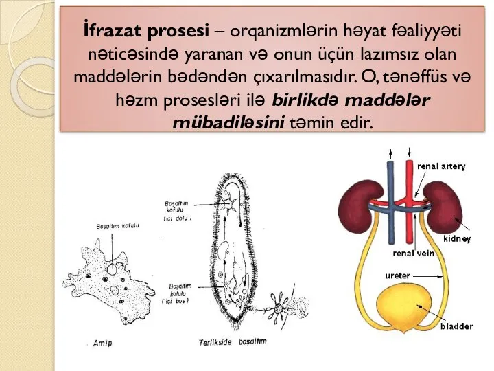 İfrazat prosesi – orqanizmlərin həyat fəaliyyəti nəticəsində yaranan və onun üçün lazımsız