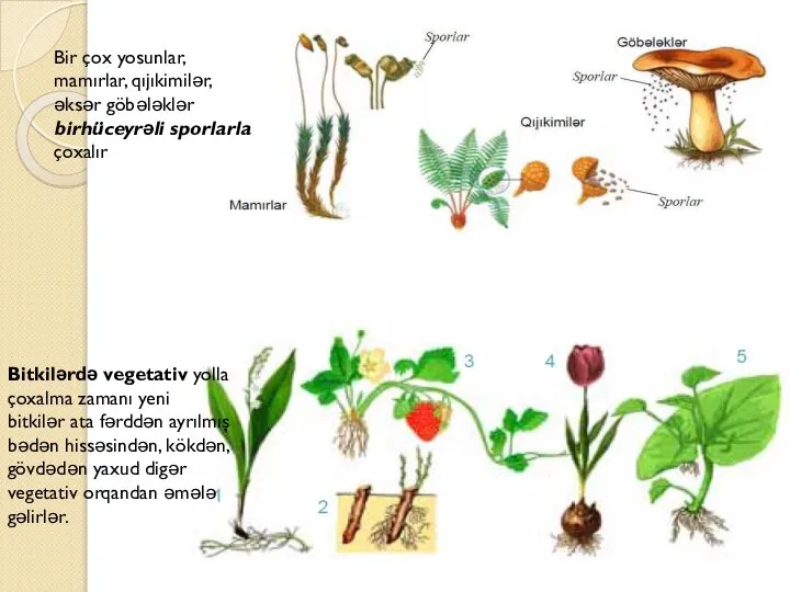 Bir çox yosunlar, mamırlar, qıjıkimilər, əksər göbələklər birhüceyrəli sporlarla çoxalır Bitkilərdə vegetativ