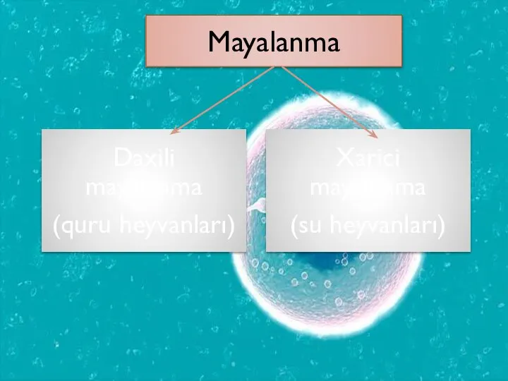 Mayalanma