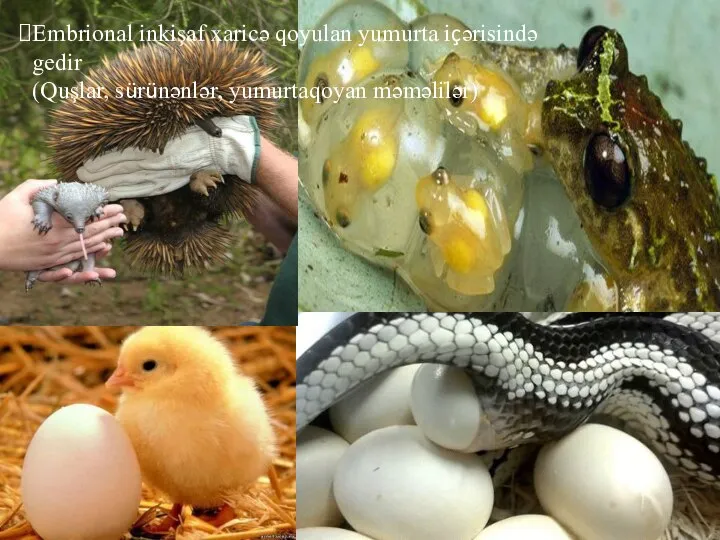 Embrional inkişaf xaricə qoyulan yumurta içərisində gedir (Quşlar, sürünənlər, yumurtaqoyan məməlilər)