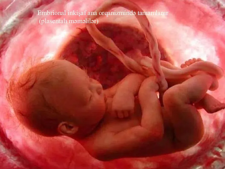 Embrional inkişaf ana orqanizmində tamamlanır (plasentalı məməlilər)