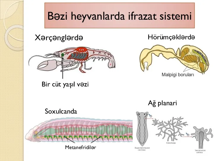 Bəzi heyvanlarda ifrazat sistemi Hörümçəklərdə Xərçənglərdə Bir cüt yaşıl vəzi Soxulcanda Metanefridilər Ağ planari