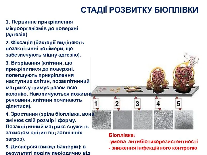 СТАДІЇ РОЗВИТКУ БІОПЛІВКИ 1. Первинне прикріплення мікроорганізмів до поверхні (адгезія) 2. Фіксація