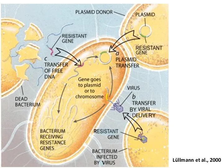 Lüllmann et al., 2000