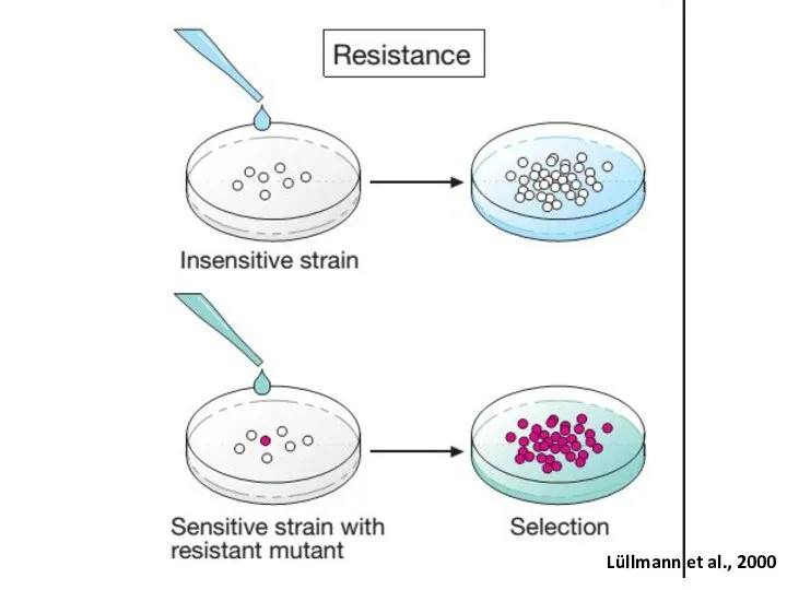 Lüllmann et al., 2000