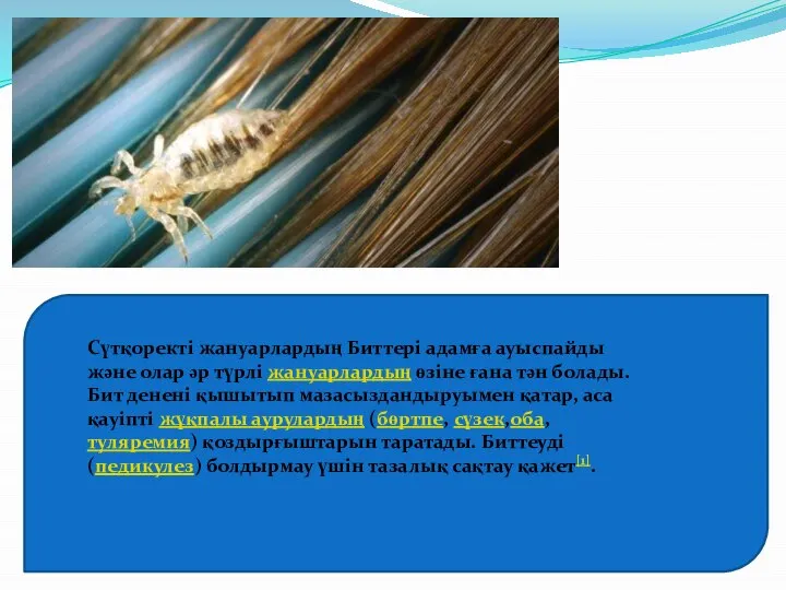 Сүтқоректі жануарлардың Биттері адамға ауыспайды және олар әр түрлі жануарлардың өзіне ғана