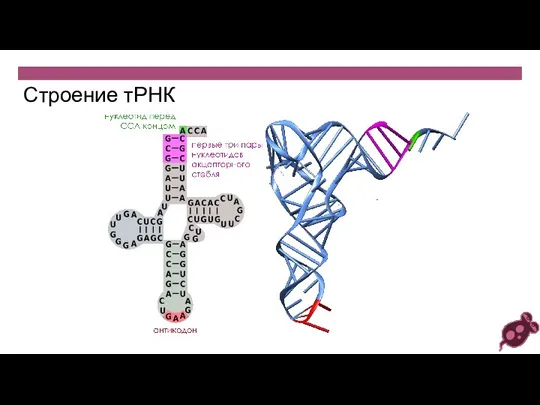 Строение тРНК