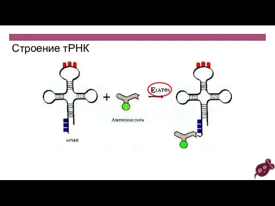 Строение тРНК