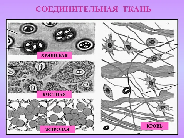 СОЕДИНИТЕЛЬНАЯ ТКАНЬ ХРЯЩЕВАЯ КОСТНАЯ КРОВЬ ЖИРОВАЯ