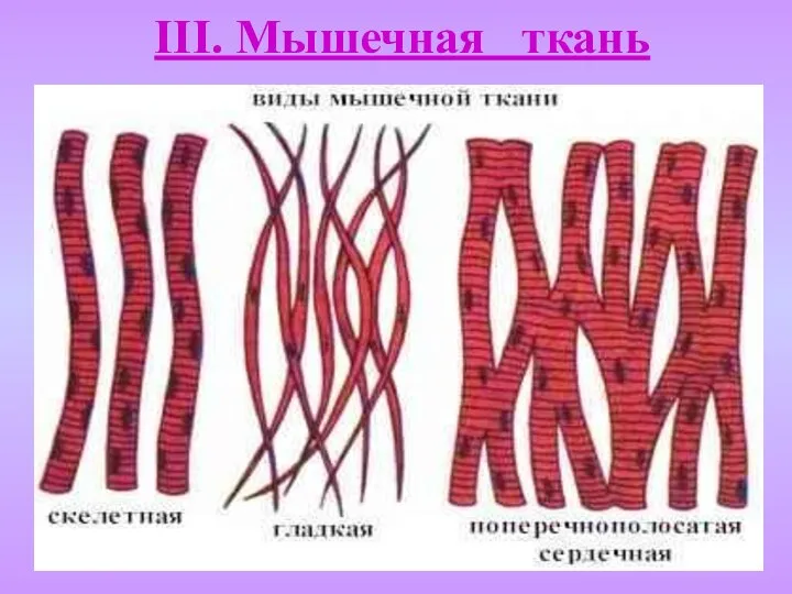 III. Мышечная ткань