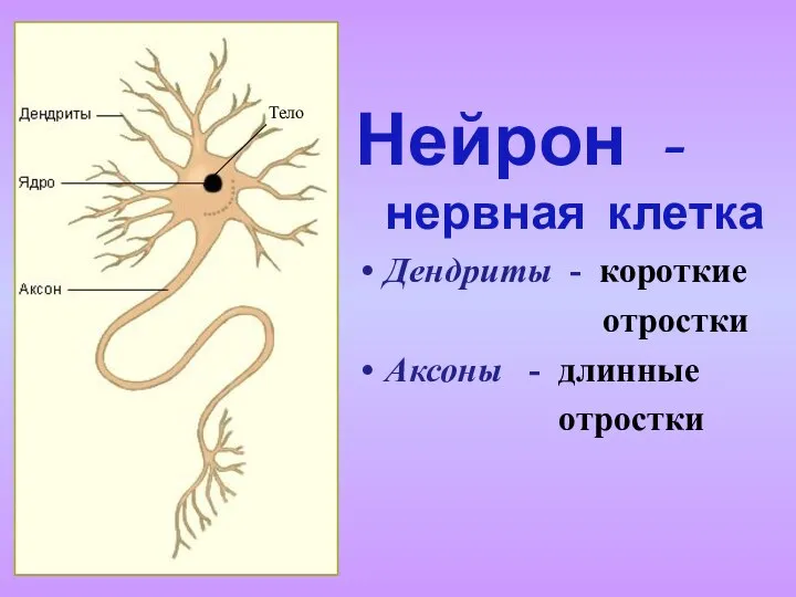 Нейрон - нервная клетка Дендриты - короткие отростки Аксоны - длинные отростки Тело