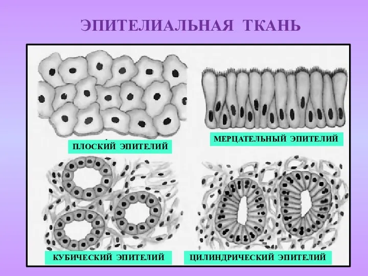 ЭПИТЕЛИАЛЬНАЯ ТКАНЬ ПЛОСКИЙ ЭПИТЕЛИЙ МЕРЦАТЕЛЬНЫЙ ЭПИТЕЛИЙ КУБИЧЕСКИЙ ЭПИТЕЛИЙ ЦИЛИНДРИЧЕСКИЙ ЭПИТЕЛИЙ