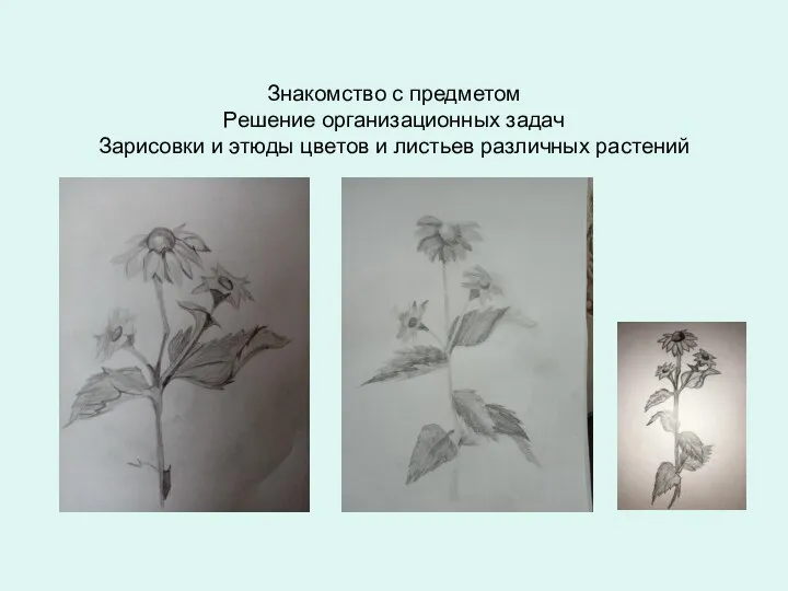 Знакомство с предметом Решение организационных задач Зарисовки и этюды цветов и листьев различных растений
