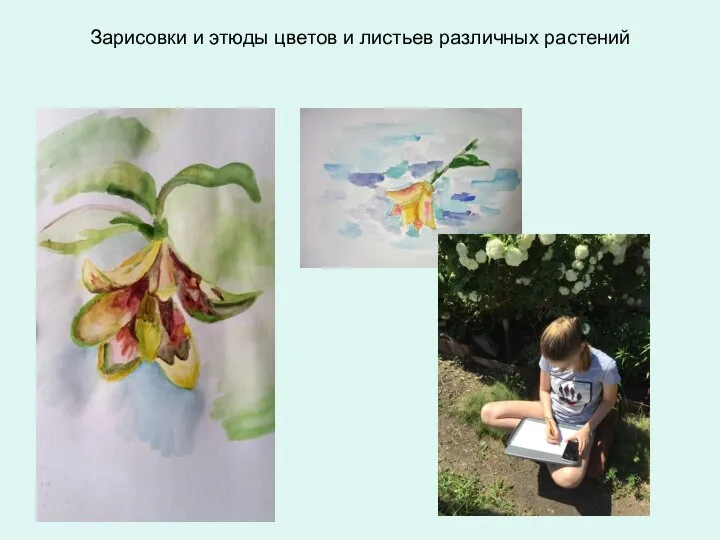Зарисовки и этюды цветов и листьев различных растений