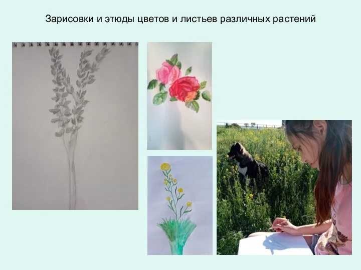 Зарисовки и этюды цветов и листьев различных растений