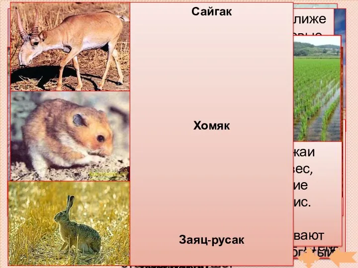 Степь Географическое положение Климат Почвы Растения Животные Карта Деятельность человека