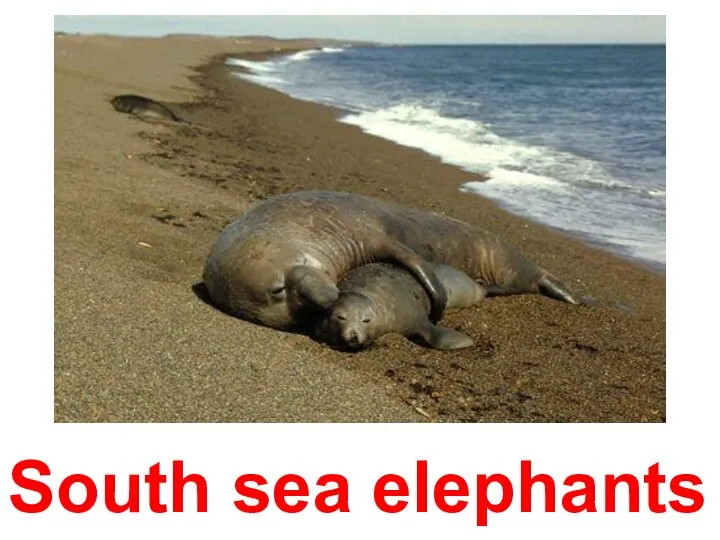 South sea elephants