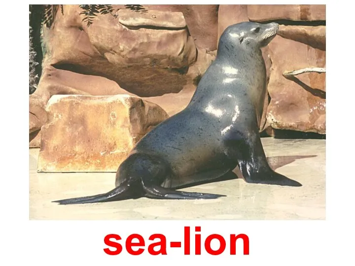 sea-lion