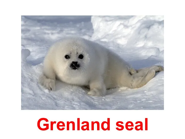 Grenland seal