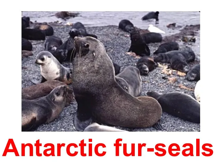 Antarctic fur-seals