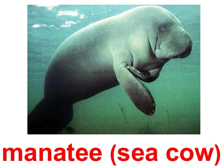 manatee (sea cow)