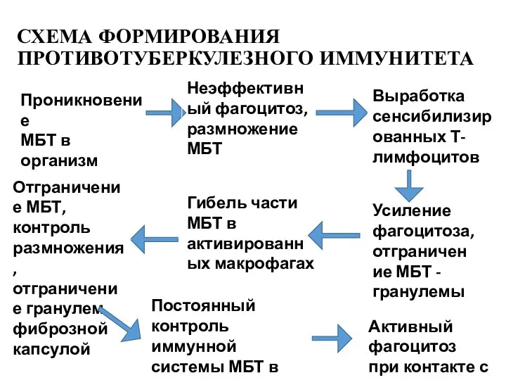 СХЕМА ФОРМИРОВАНИЯ ПРОТИВОТУБЕРКУЛЕЗНОГО ИММУНИТЕТА Проникновение МБТ в организм Неэффективный фагоцитоз, размножение МБТ