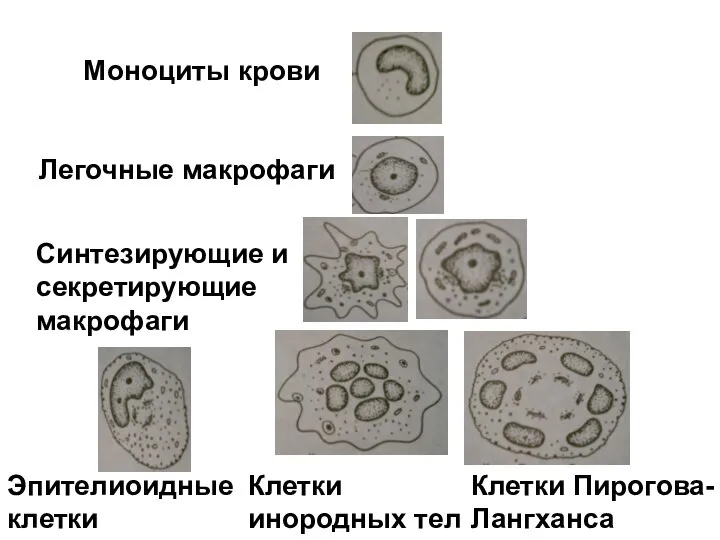 Моноциты крови Легочные макрофаги Синтезирующие и секретирующие макрофаги Эпителиоидные клетки Клетки инородных тел Клетки Пирогова-Лангханса