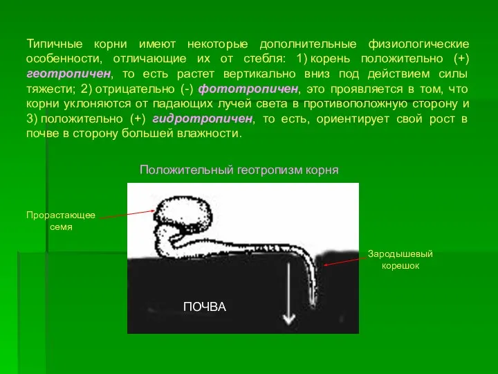 Типичные корни имеют некоторые дополнительные физиологические особенности, отличающие их от стебля: 1)