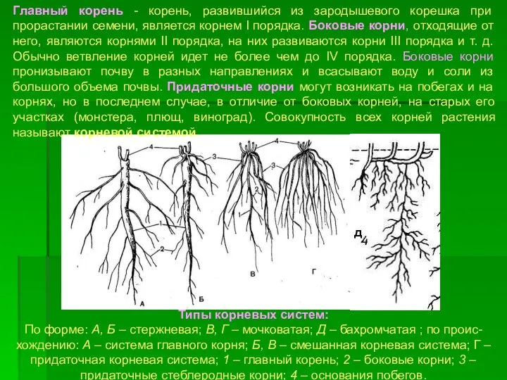 Типы корневых систем: По форме: А, Б – стержневая; В, Г –