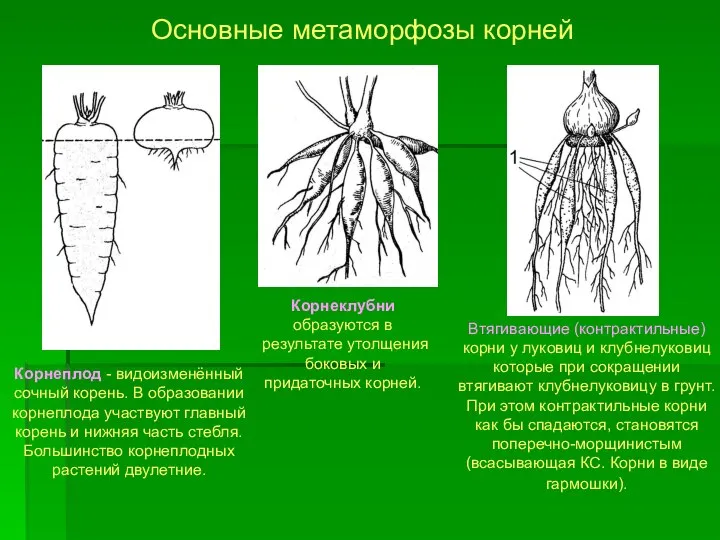 Корнеплод - видоизменённый сочный корень. В образовании корнеплода участвуют главный корень и