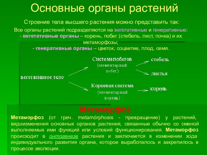 Основные органы растений Строение тела высшего растения можно представить так: Метаморфоз Метаморфоз