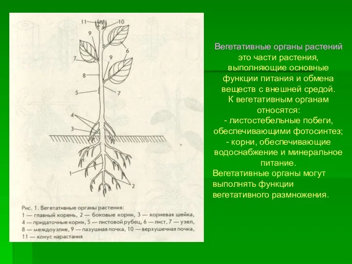 Вегетативные органы растений это части растения, выполняющие основные функции питания и обмена