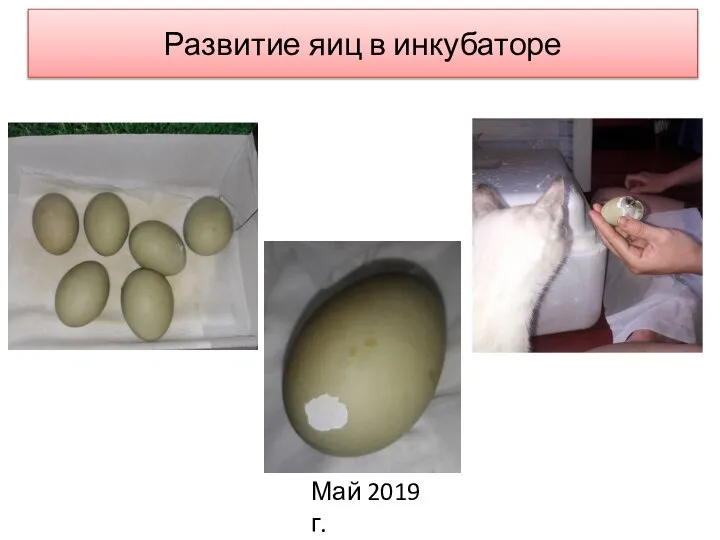 Развитие яиц в инкубаторе Май 2019 г.